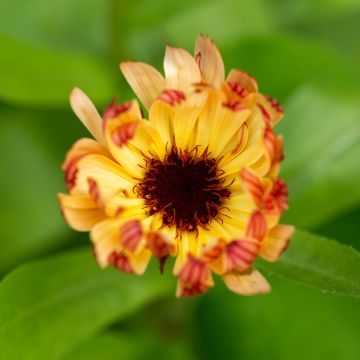 Graines de Calendula officinalis Sherbet Fizz - Souci des Jardins