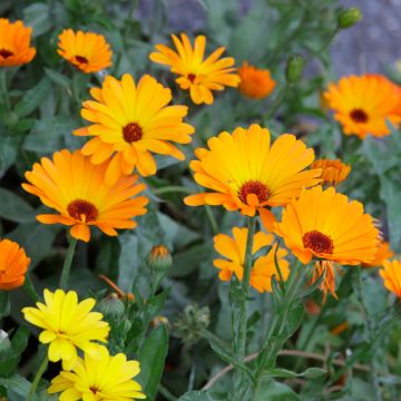 Graines de Calendula ou Souci orange simple BIO 