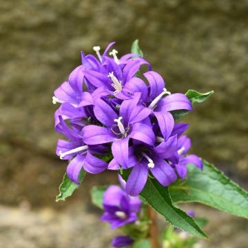 Graines de Campanule à bouquets Superba - Campanula glomerata