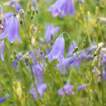 Graines de Campanule à feuilles rondes - Campanula rotundifolia