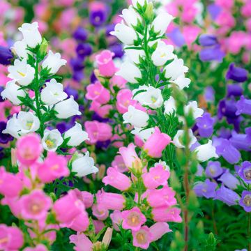 Graines de Campanule carillon Calycanthema (Cup and Saucer) - Campanula medium