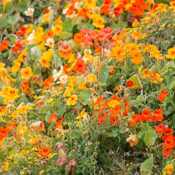 Graines de Capucine grimpante à fleurs simples BIO - Tropaeolum majus