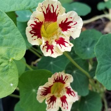 Graines de Capucine naine Chameleon - Tropaeolum majus