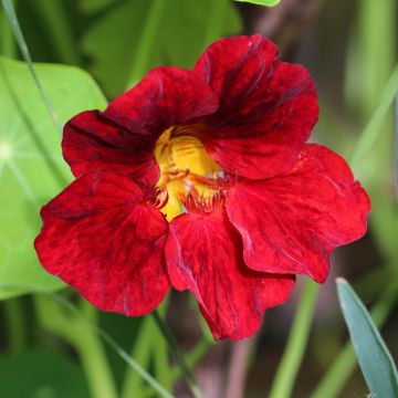 Graines de Capucine naine Crimson Emperor - Tropaeolum majus 