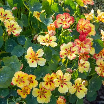 Graines de Capucine Cream Troika -Tropaeolum majus.