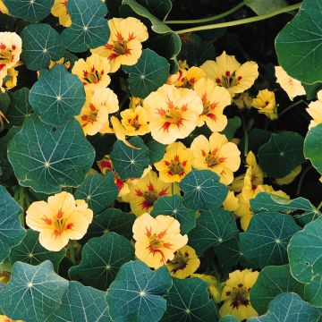 Graines de Capucine naine Peach Melba - Tropaeolum majus