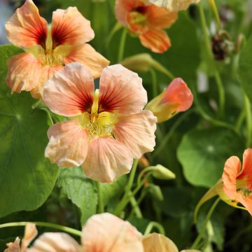 Graines de Capucine naine Tip-Top Apricot - Tropaeolum majus