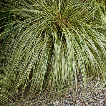 Graines de Carex comans Amazon Mist