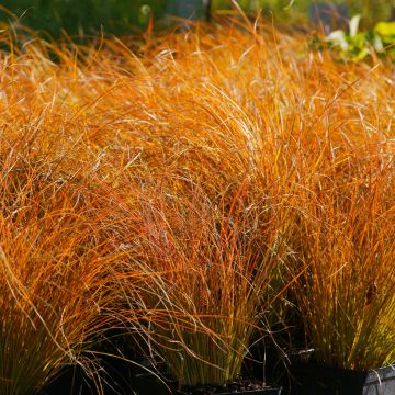 Graines de Carex testacea Prairie Fire