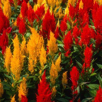 Graines de Célosie à panache Fresh look Red & Yellow - Celosia argentea var. plumosa