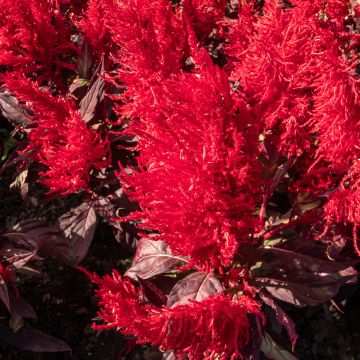 Graines de Célosie en épis China Town - Celosia argentea plumosa