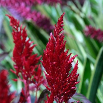 Graines de Célosie en épis Forest Fire - Celosia argentea var, plumosa