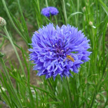 Graines de Centaurée bleuet Blue Boy - Centaurea cyanus