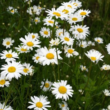 Graines de Chrysanthème des prés à grandes fleurs Alaska - Grande marguerite