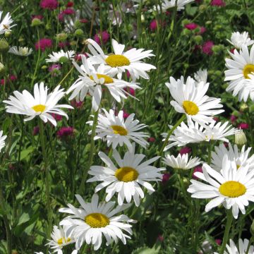 Chrysanthème nain annuel Snow Daisy