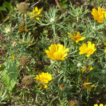 Graines de Cladanthus arabicus Golden Crown