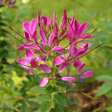 Graines de Cléome épineux Cherry Queen - Cleome spinosa