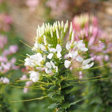 Graines de Cléome épineux White Queen - Cleome spinosa