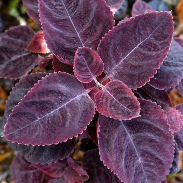 Graines de Coléus Kong en mélange - Solenostemon scutellaroides