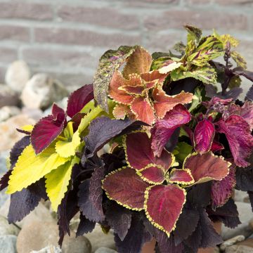 Coleus hybrids Rainbow en mélange