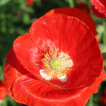 Graines de coquelicot Burgundy Bigalow - Papaver rhoeas