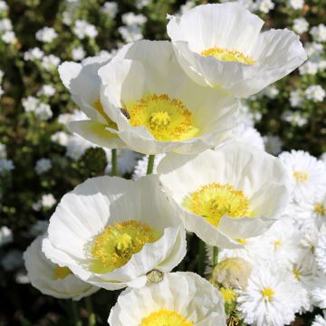 Graines de Coquelicot Bridal Silk blanc - Papaver rhoeas