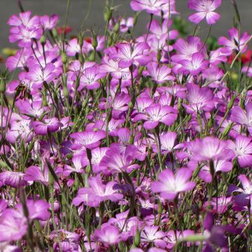 Graines de Nielle des blés Milas BIO - Agrostemma githago