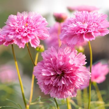 Graines de Cosmos Double Click Rose Bonbon - Cosmos bipinnatus