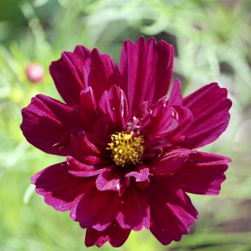 Graines de Cosmos à grandes fleurs Rubenza - Cosmos bipinnatus