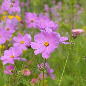 Cosmos Géant Sensation Radiance