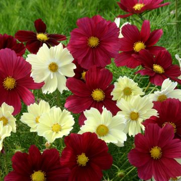 Graines de Cosmos Xanthos - Cosmos bipenné jaune pâle