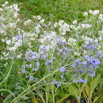 Cynoglossum Chill Out - Myosotis Chinois