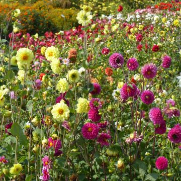 Graines de Dahlia Pompon double en mélange