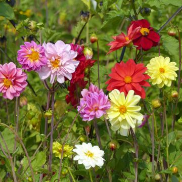 Dahlia des Jardins simples nains Piccolo en mélange - Dahlia variabilis