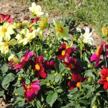 Dahlia des Jardins simples nains Piccolo en mélange - Dahlia variabilis