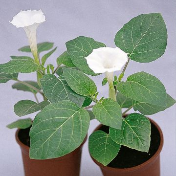 Graines de Datura metel Double White Lady