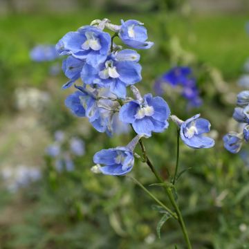 Delphinium belladonna Völkerfrieden - Pied d'Alouette vivace