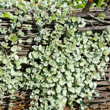 Graines de Dichondra argentée - Dichondra argentea Silver Falls 