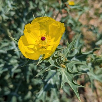 Graines de Dicranostigma franchetianum - Pavot jaune