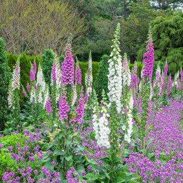 Graines de Digitale Exclesior mix - Digitalis purpurea (Gant de Notre-Dame)