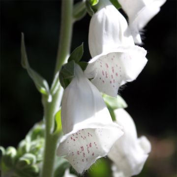 Graines de Digitale Silver Fox Improved - Digitalis purpurea