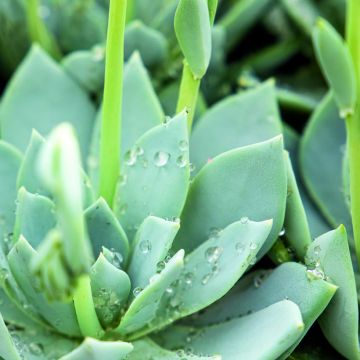 Sedum Ussuriense Turkish Delight 