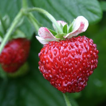 Graines de Fraisier des bois Mignonette - Fragaria vesca 