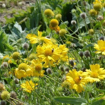 Graines de Gaillarde vivace Aurea Pura - Gaillardia x grandiflora