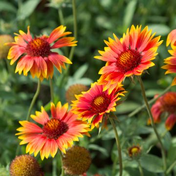 Graines de Gaillarde vivace en mélange