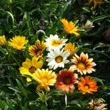 Graines de Gazania Sunshine Hybrids