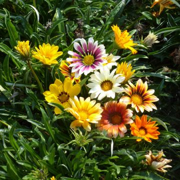 Graines de Gazania nain Garden Star Mix