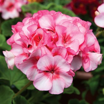 Geranium Horizon Pink Ice F1 Hybrid 