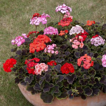 Geranium Horizon Pink Ice F1 Hybrid 