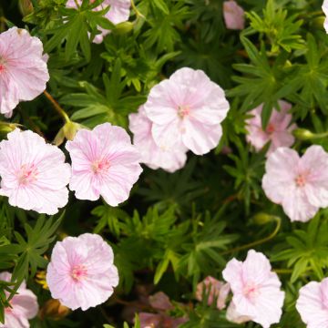 Geranium Reflections 